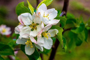 Obraz premium Branch of apple trees with white flowers and green leaves_