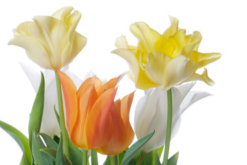 close up white, orange and yellow tulip isolated on white