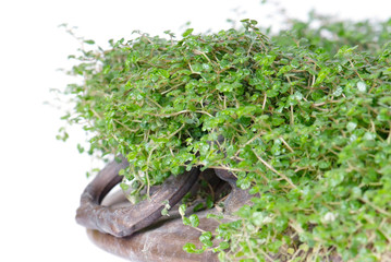 Helxine soleirolii in bowl isolated on white