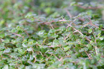 Helxine soleirolii close up background