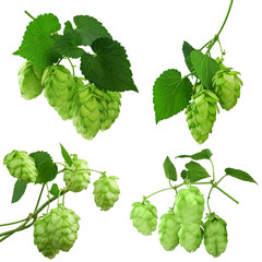 Green hop plants, isolated on white background.  ripe green hop cones, beer brewing ingredient....
