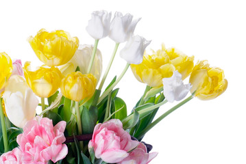 close up white, pink and yellow tulip isolated on white