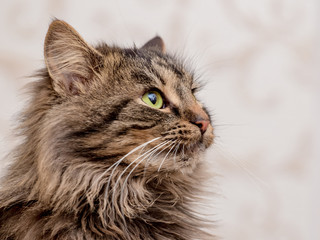 Portrait of young furry cat closeup in profile_