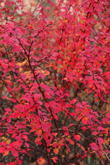 autumn leaves background