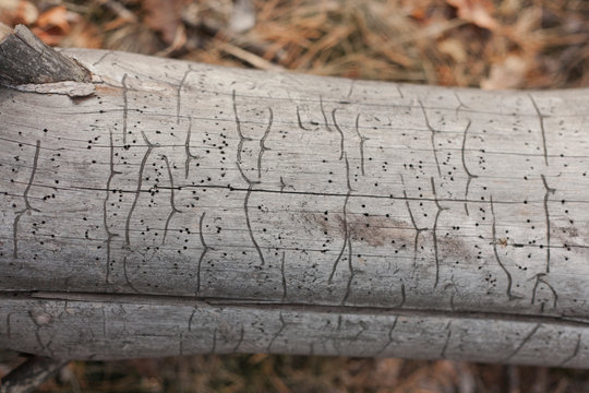 tree trunk texture
