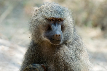 Monkey Baboon - Lake Manyara National Park - Tanzania
