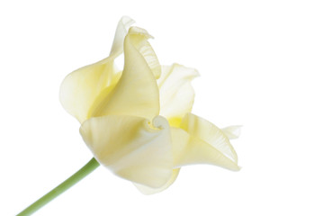 Fototapeta na wymiar close up yellow tulip isolated on white