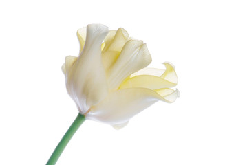 Naklejka na ściany i meble close up yellow tulip isolated on white