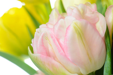 Fototapeta premium close up pink tulip isolated on white
