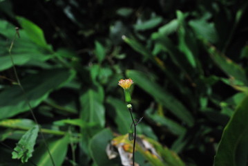 Flor silvestre1