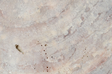 close up ocean shell structure background