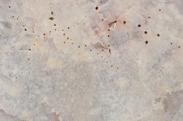 close up ocean shell structure background