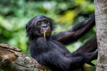 The close-up portrait of juvenile Bonobo ( Pan paniscus) on the tree in natural habitat. Green natural background.