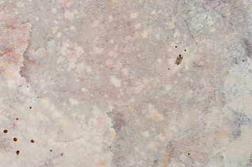 close up ocean shell structure background