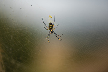 Black and Yellow Garden Spider (Argiope aurantia)