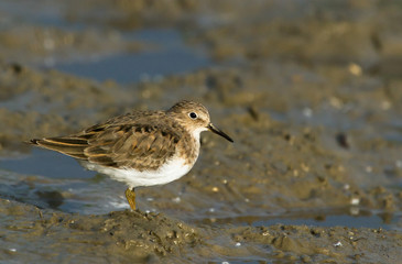 Temminck's stint (Calidris temminckii) on the dirty ground
