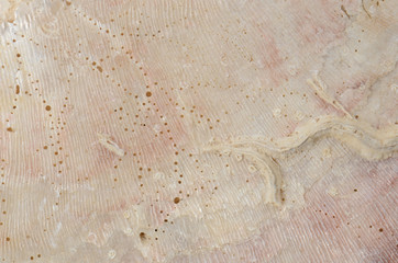 close up ocean shell structure background