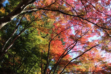 Autumn leaves of Nara Park in Japan