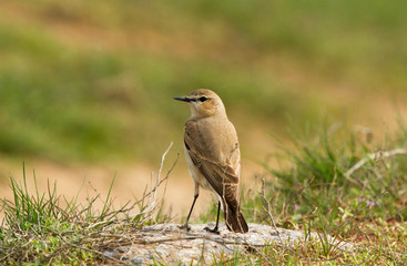 Fototapeta premium Isabelline wheatear (Oenanthe isabellina) on the grass