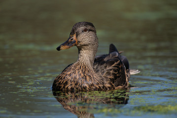 Closeup Mallard Hen Duck Swimming in Lake