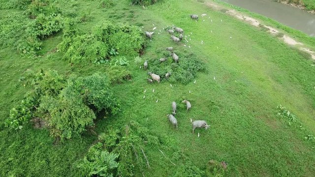 Herd of buffaloes live together with cattle egrets at green field at Penang, Malaysia.