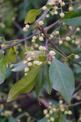 Beautiful fresh flowers of autumn