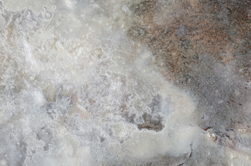 close up ocean shell structure background