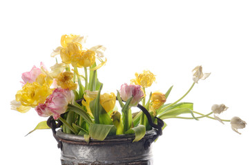 Naklejka na ściany i meble close up white, pink and yellow faded tulips isolated on white