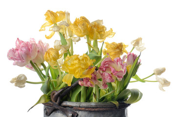 close up white, pink and yellow faded tulips isolated on white