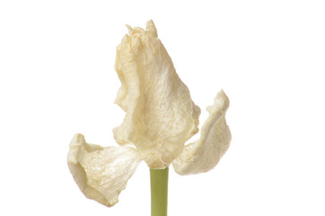 close up white faded tulip isolated on white