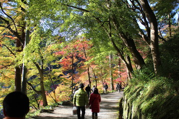 Autumn leaves of Nara Park in Japan