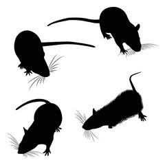 Silhouette. Pet Rat. Decorative rat. Domestic rat. cute Rat. cute Pet