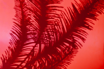 Shadows of branches on red background. Top view of palm tree leaf. Abstract background concept
