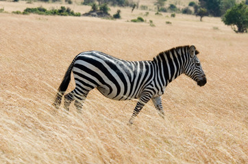 Zebra - Masai Mara National Reserve - Kenya