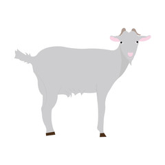 Cute goat vector flat illustration isolated on white background. Farm animal goat