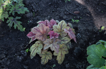 Young heicher flower bush grows in the garden