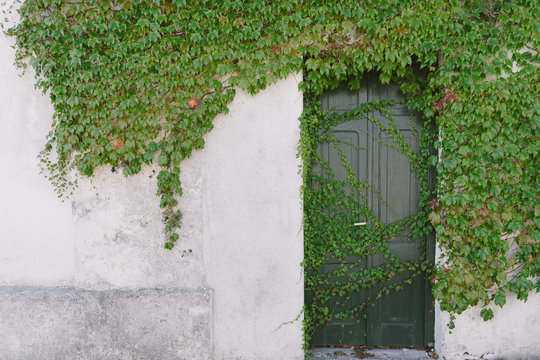 Facade With A Green Door Covered By Climbing Plants.