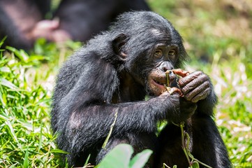 The close-up portrait of juvenile Bonobo ( Pan paniscus) on the tree in natural habitat. Green natural background.