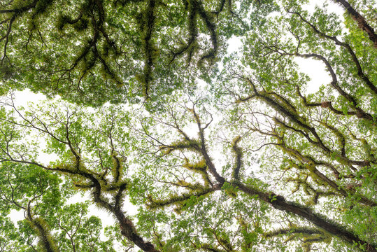 The trees of the tropical Daintree National Park