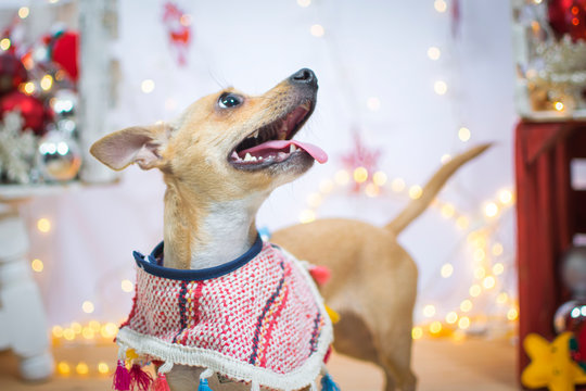 perro chihuahua