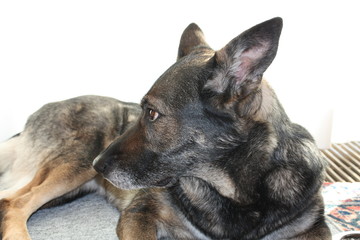 deutscher schäferhund