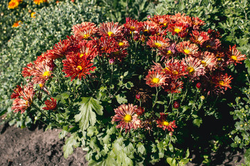 Chrysanthemum flower grows in the garden.  Chrysanthemum blossoms, closeup orange flower.
