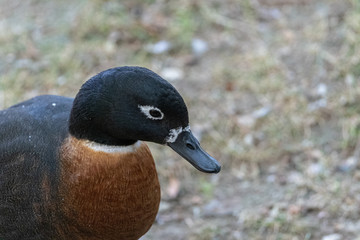Close up image of an Australian Shelduck bird face