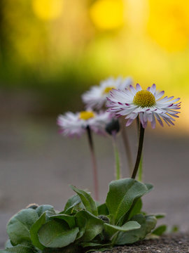 Daisies growing in a crack between stones