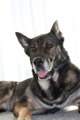 deutscher schäferhund