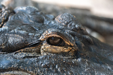 Close up of an American Alligator