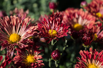 Chrysanthemum flower grows in the garden.  Red Chrysanthemum close-up.