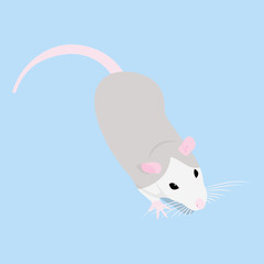 Pet Rat. Decorative rat. Domestic rat. cute Rat. cute Pet