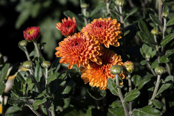 Chrysanthemum flower grows in the garden.  Chrysanthemum blossoms, closeup orange flower.