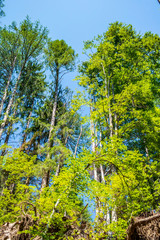 Fototapeta premium Background of green mountain trees